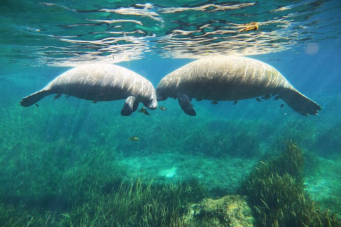 Small Group Manatee Snorkel Tour with In-Water Guide and Photographer - Photos, video, and the extra cost
