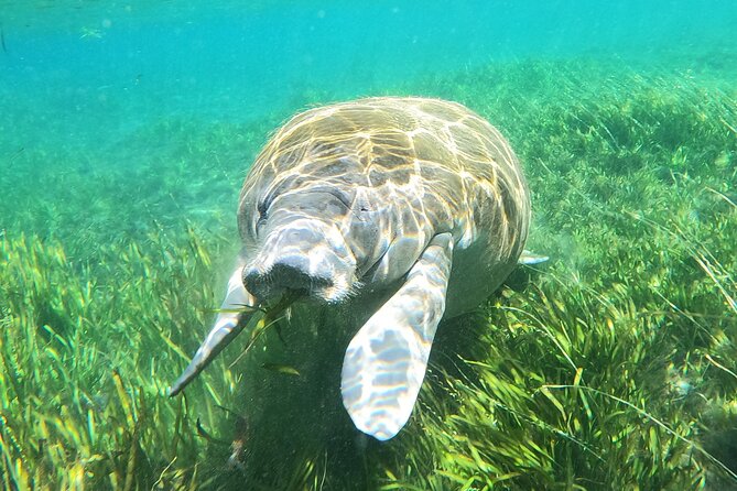 Small Group Manatee Snorkel Tour with In-Water Guide and Photographer - Is $89.99 a fair price?