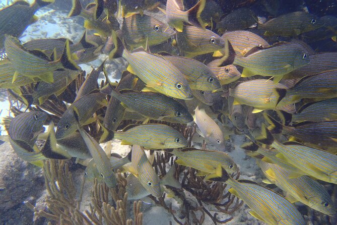 Small-Group Mesoamerican Barrier Reef Snorkeling in Puerto Morelos - Safety and reef care in the water