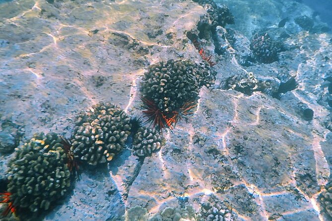 Small-Group Snorkel at Kealakekua Bay in Captain Cook, Big Island - Extra stops that make the three hours worthwhile
