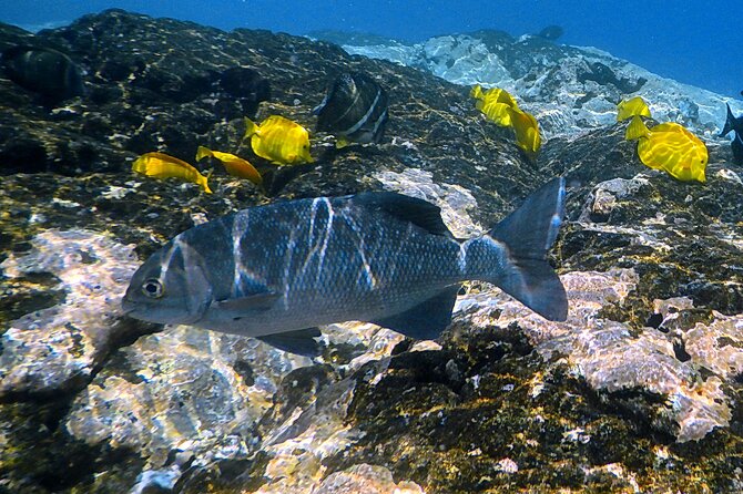 Small-Group Snorkel at Kealakekua Bay in Captain Cook, Big Island - Who will like this tour most