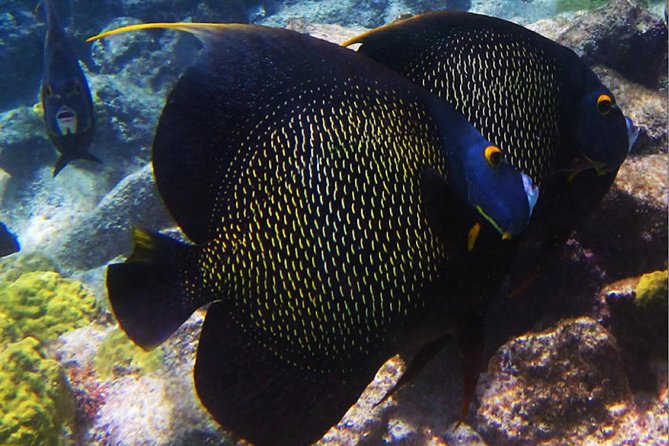 Small Group Snorkeling at Mangel Halto Aruba - How to prepare for a better morning
