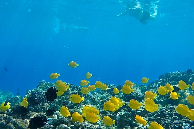 Small Group Snorkeling Expedition South Kona - Crew quality matters more than a fixed script