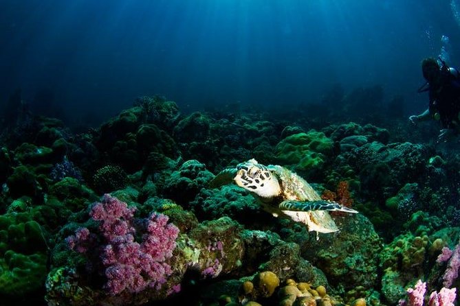 Small Group Snorkeling Expedition South Kona - Is $200.27 a fair price?