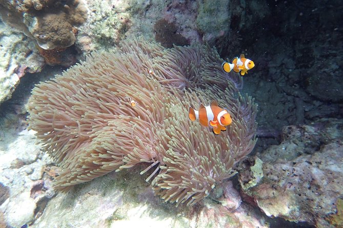 Snorkel Adventure Sea Tour to Koh Rok and Koh Haa from Koh Lanta - Snorkeling at Koh Haa’s rocky lagoon