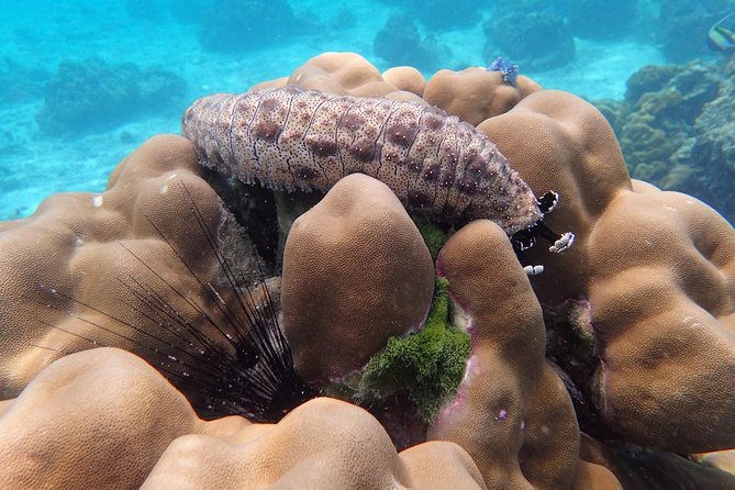 Snorkel Adventure Sea Tour to Koh Rok and Koh Haa from Koh Lanta - What the $55.41 price really covers