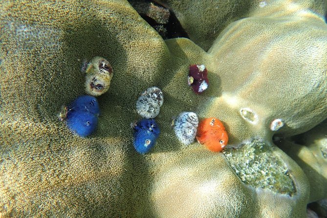 Snorkel Adventure Sea Tour to Koh Rok and Koh Haa from Koh Lanta - The practical verdict