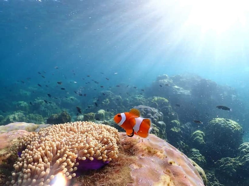 Snorkel & Chill: Nemo Island Trip from Pattaya - The crew, safety, and communication