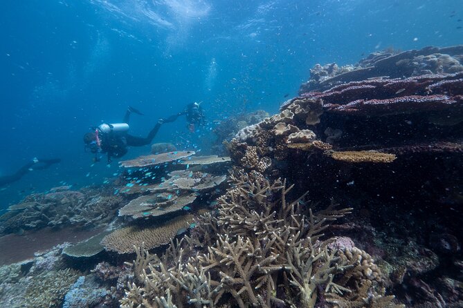 Snorkel & Dive the Reef: Sustainable, Scientific & Cultural Tour - Glass-bottom boat, semi-submersible, and underwater views