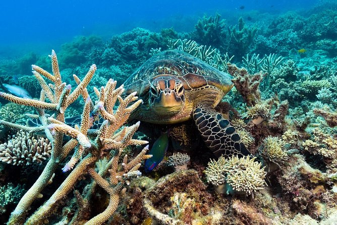 Snorkel & Dive the Reef: Sustainable, Scientific & Cultural Tour - Marine science and cultural context