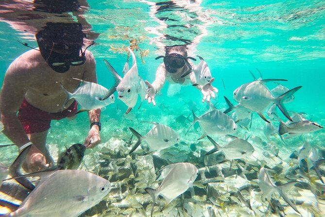 Snorkel Lovers for All Ages & Premium Seafood Lunch in Punta Cana - Who will enjoy this most