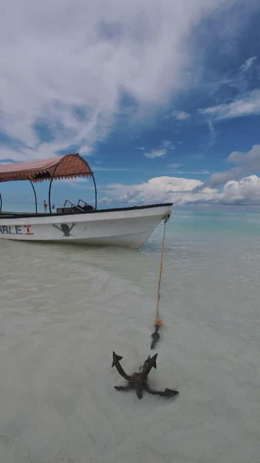 Snorkel Mnemba’s Reefs & Swim with Dolphins Adventure - Guides, gear, and the beginner experience
