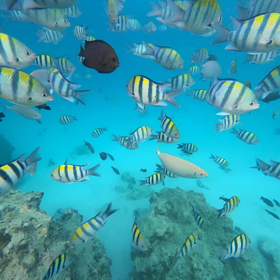 Snorkel Mnemba’s Reefs & Swim with Dolphins Adventure - Fruit, water, and the return trip