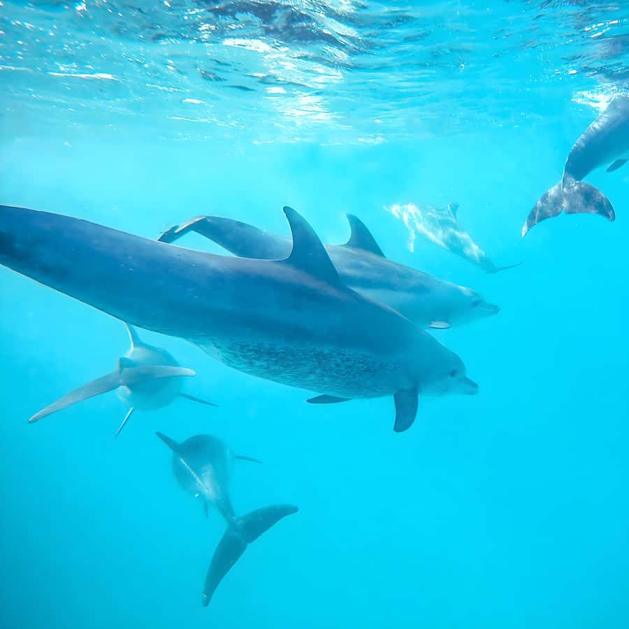 Snorkel Mnemba’s Reefs & Swim with Dolphins Adventure - The speedboat ride along Zanzibar’s northeast coast