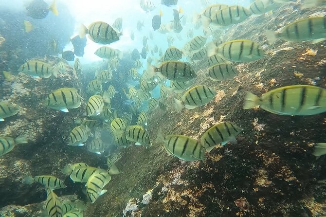 Snorkel Privately in Cabo San Lucas - Who will get the most from this Cabo trip