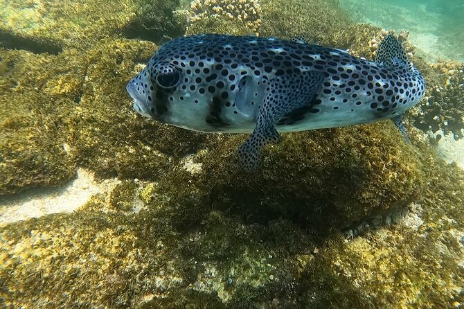 Snorkel Privately in Cabo San Lucas - Price, booking timing, and weather rules
