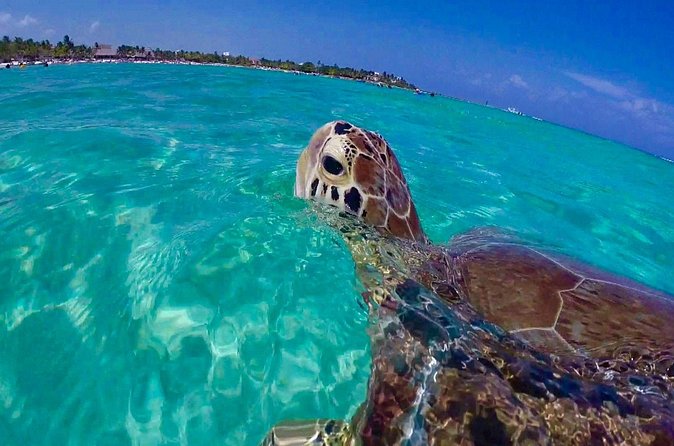 Snorkel St. John Tour from Sapphire and Margaritaville - What $180 really includes