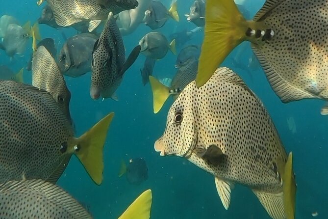 Snorkel & Sunset Sail in Cabo San Lucas - Who will enjoy this experience most