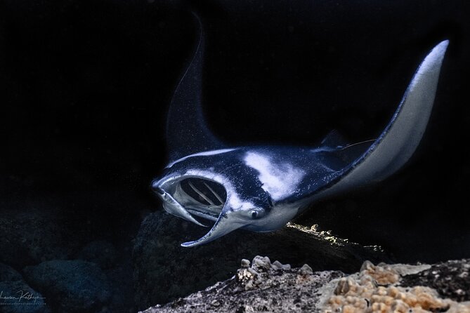 Snorkel With Giant Manta Rays In Kailua Kona - Meeting the mantas off Honokohau Harbor