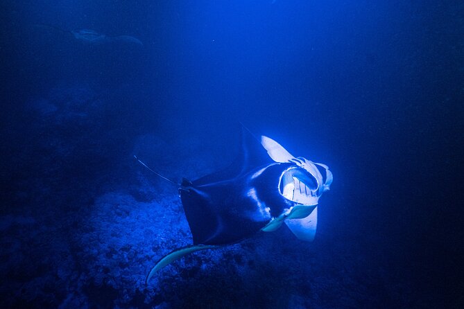 Snorkel With Giant Manta Rays In Kailua Kona - Why the light board matters at Garden Eel Cove