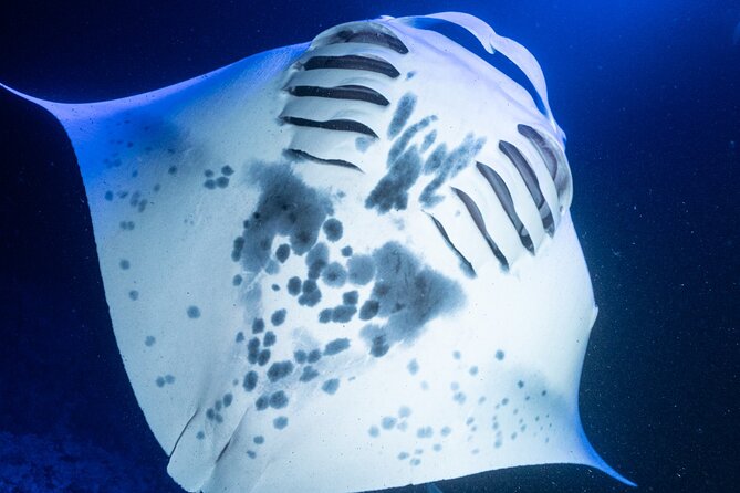 Snorkel With Giant Manta Rays In Kailua Kona - Sunset departures and the cold ride home