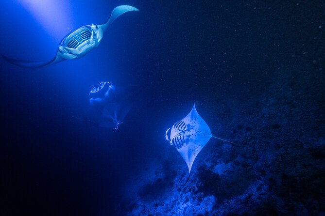 Snorkel With Giant Manta Rays In Kailua Kona - The strongest parts of the crew service