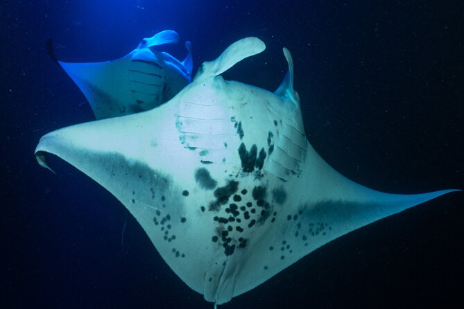 Snorkel With Giant Manta Rays In Kailua Kona - What the two-hour outing actually feels like