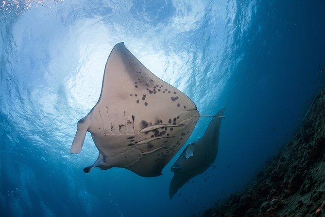 Snorkel with Manta Rays Guaranteed - The best parts of this manta ray tour