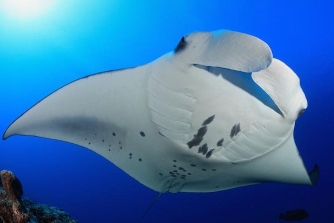 Snorkel with Manta Rays Guaranteed - The float is the key piece of equipment