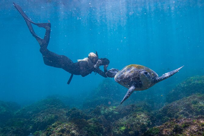 Snorkel with Turtles Gold Coast - Meeting the turtles off Fingal Head