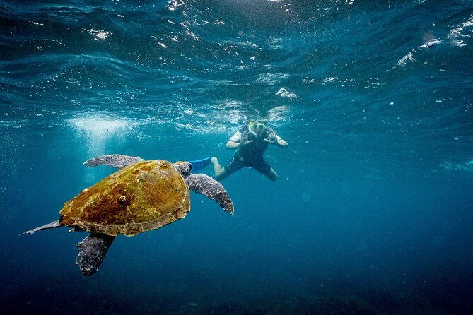 Snorkel with Turtles Gold Coast - The crew makes the difference