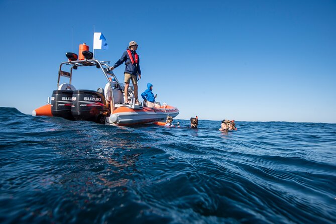 Snorkel with Turtles Gold Coast - Who should book this tour?