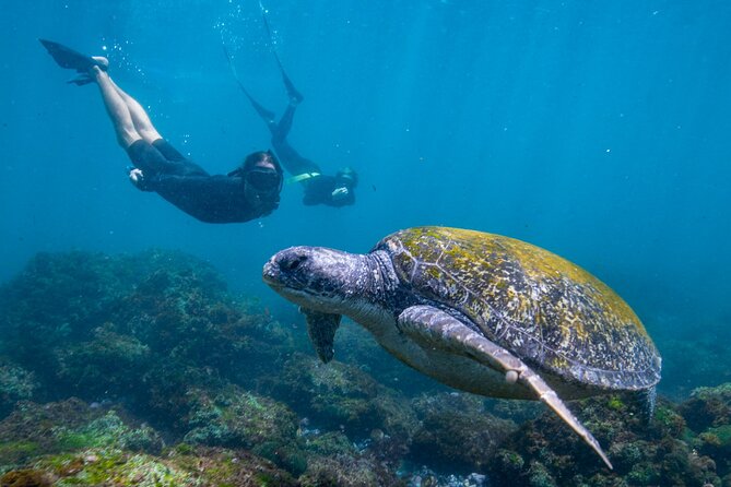 Snorkel with Turtles Gold Coast - What the 12-person boat changes