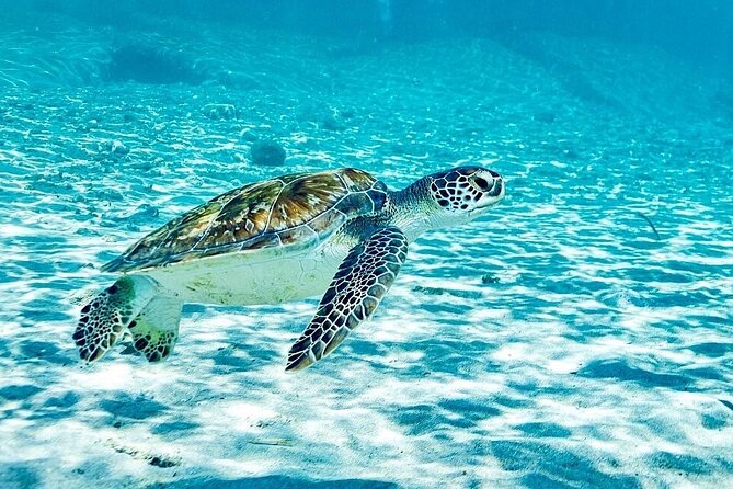 Snorkel with Turtles & Kenepa Grandi Beach: Nr.1 Island Day Trip - Quick take: what matters most