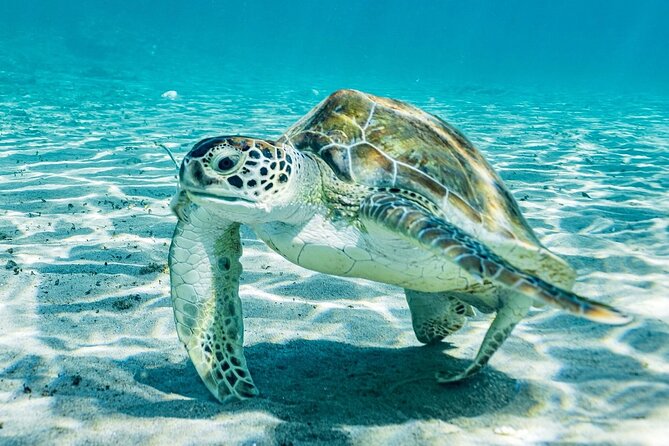 Snorkel with Turtles & Kenepa Grandi Beach: Nr.1 Island Day Trip - Playa Grandi: your best chance to see sea turtles