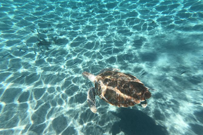 Snorkel with Turtles & Kenepa Grandi Beach: Nr.1 Island Day Trip - Landhuis Jan Kok and the flamingo stop