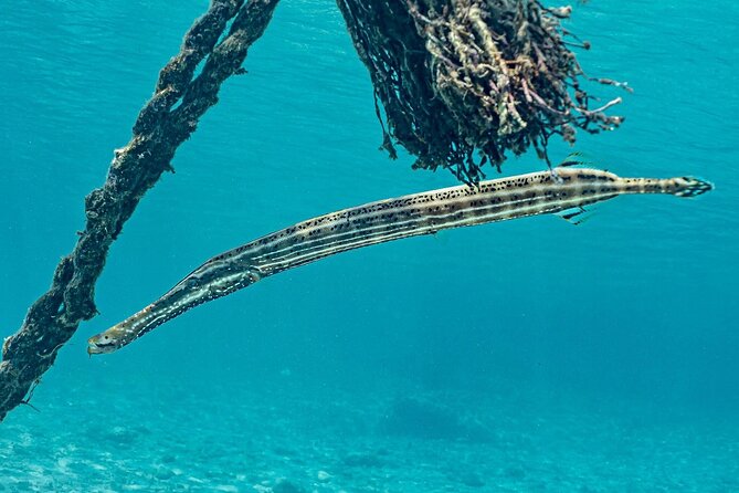 Snorkel with Turtles & Kenepa Grandi Beach: Nr.1 Island Day Trip - The guides make the bus ride worthwhile