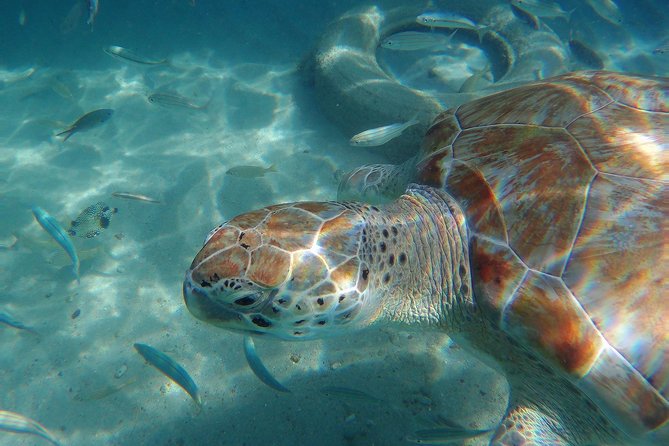 Snorkel with Turtles & Kenepa Grandi Beach: Nr.1 Island Day Trip - How much value do you get for $75?
