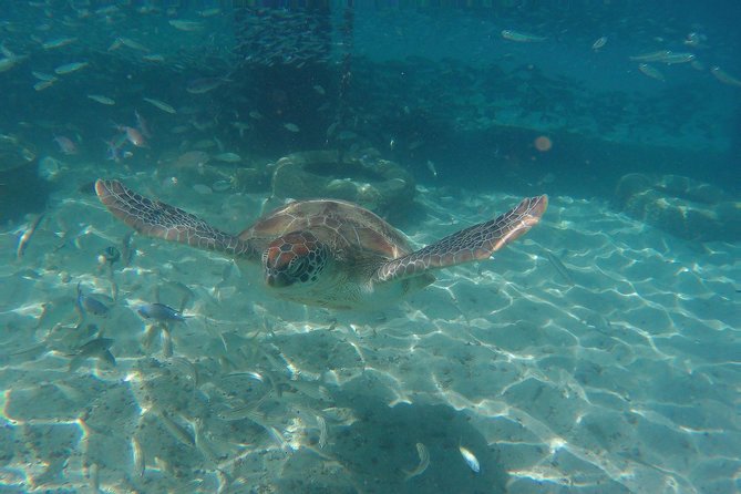 Snorkel with Turtles & Kenepa Grandi Beach: Nr.1 Island Day Trip - Timing, swimming ability, and what to pack