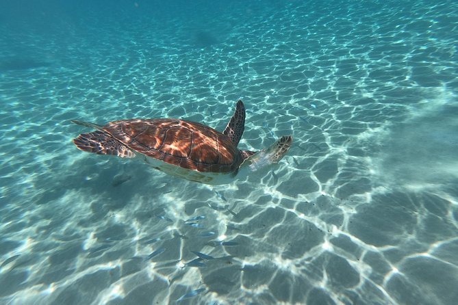 Snorkel with Turtles & Kenepa Grandi Beach: Nr.1 Island Day Trip - Who should book this experience?