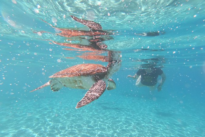 Snorkel with Turtles & Kenepa Grandi Beach: Nr.1 Island Day Trip - Kenepa Grandi: the beach you will remember