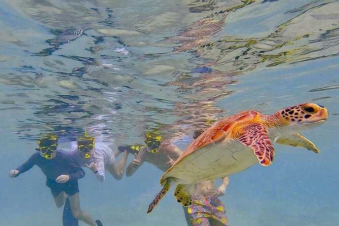 Snorkel with Turtles & see the Flamingos - Key points before you book
