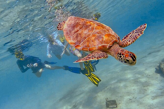 Snorkel with Turtles & see the Flamingos - The 15-minute ride to the flamingos