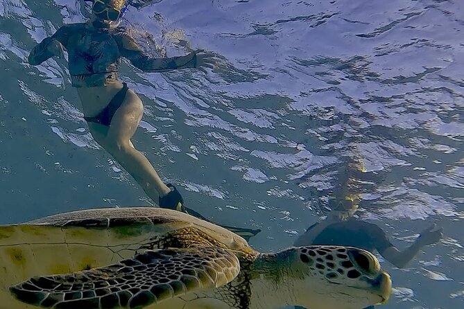 Snorkel with Turtles & see the Flamingos - What the guides do well