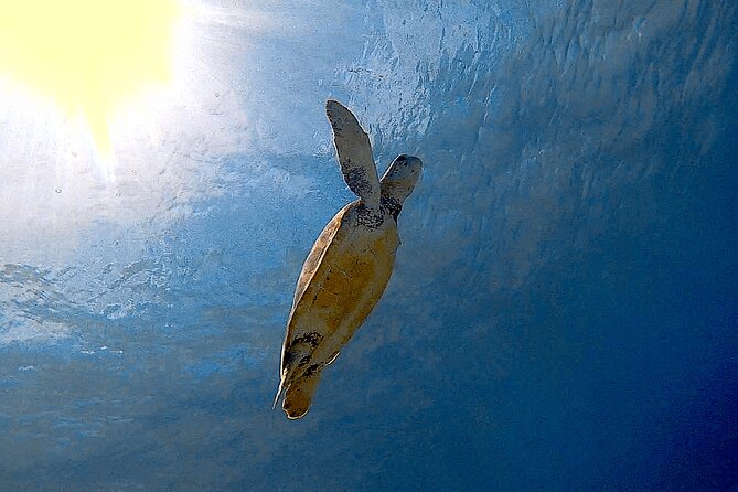 Snorkel with Turtles & see the Flamingos - Equipment, fees, and practical value
