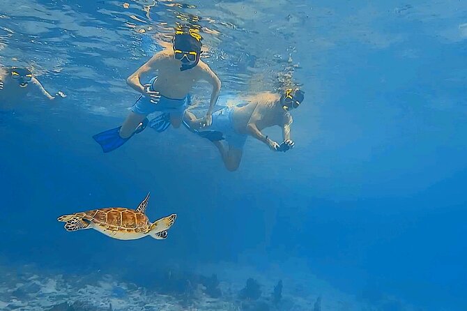 Snorkel with Turtles & see the Flamingos - Conditions, swimming ability, and timing