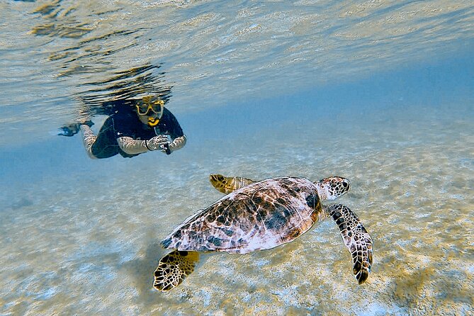 Snorkel with Turtles & see the Flamingos - Walking into Bonaire’s turtle waters