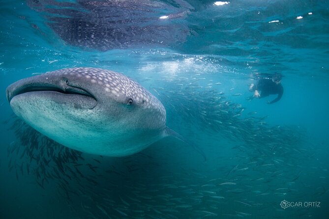 Snorkel with whale sharks includes equipment & transportation - Six hours around La Paz and the whale sharks