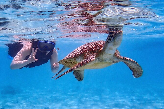 Snorkeling Activity in Okinawa Miyako Japan - Why sea turtles are the main reason to go