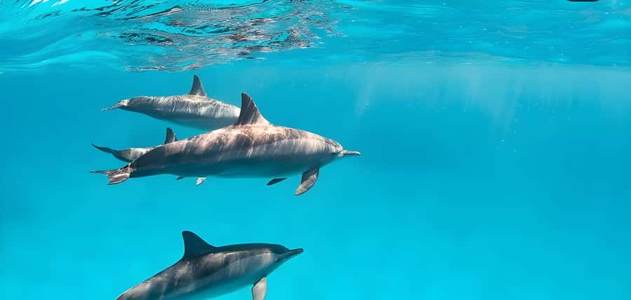 Snorkeling and swimming with dolphins in mnemba island - Getting to the Boat from Muyuni Beach or Nungwi